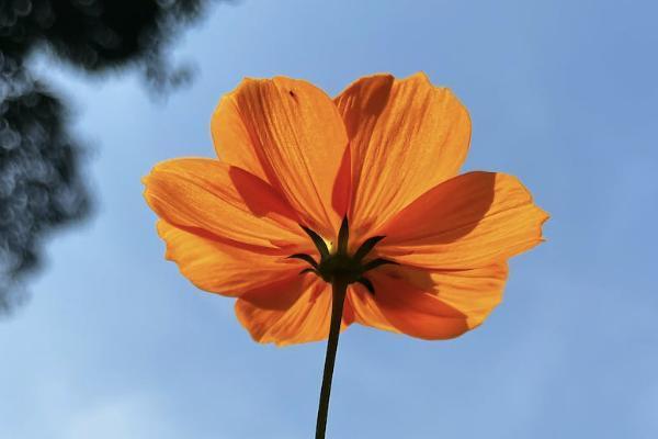 特定疾病特需醫(yī)療保險金是什么意思？一般多少？