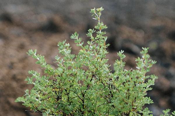 保險(xiǎn)公司賠付率排行情況如何？多少正常？
