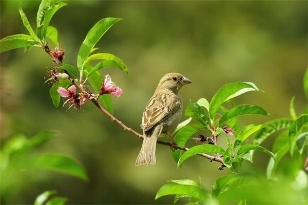企業(yè)交的養(yǎng)老保險進入個人賬戶嗎？和個人交的一樣嗎？