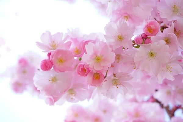 太平人壽保險(xiǎn)保單查詢(xún)渠道有哪些？查詢(xún)時(shí)需要什么材料？