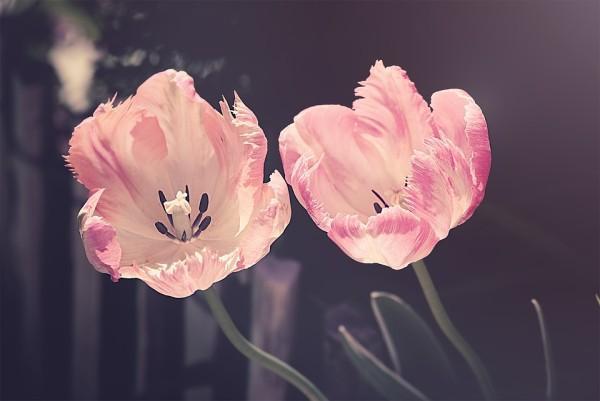 中國人壽少兒一生幸福保險(xiǎn)是什么？值得購買嗎？
