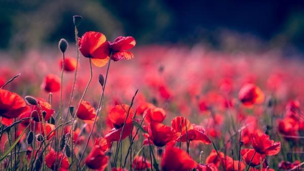 東方紅樣樣紅年金保險(xiǎn)分紅型是什么？值不值得參保？