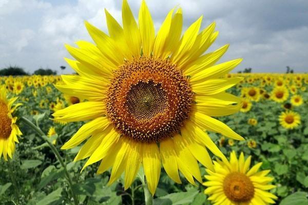 百萬醫(yī)療和冀惠保的區(qū)別在哪里？哪個好一些？