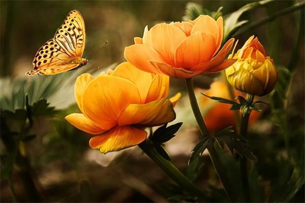百萬醫(yī)療種牙報銷嗎？百萬醫(yī)療報銷范圍是什么？