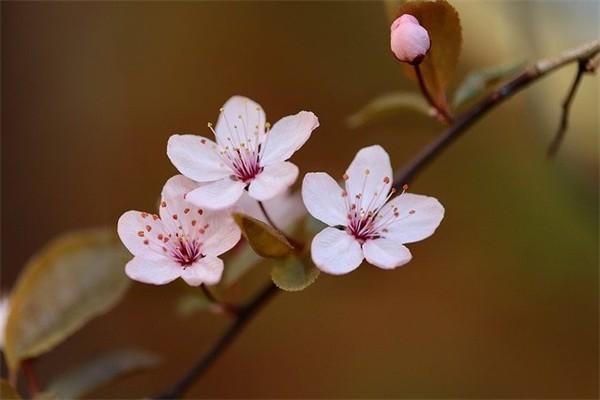 保險(xiǎn)公司年金騙局是什么？年金保險(xiǎn)是安全的嗎？