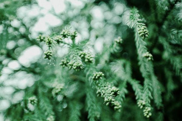 太平盛世穩(wěn)贏年金保險(xiǎn)錢怎么返？保意外嗎？