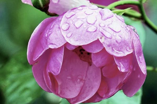 國壽盛世御享年金保險(xiǎn)第六年自動返嗎？交多少年？