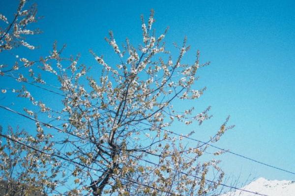 太平欣悅一世年金保險怎么樣？保障什么？