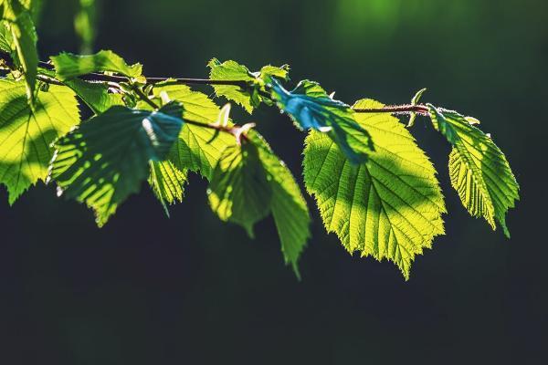 中國(guó)人壽鑫瑞穩(wěn)贏年金險(xiǎn)可靠嗎？好處有哪些？