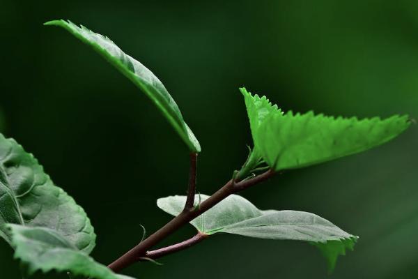 鑫福年年養(yǎng)老年金保險(xiǎn)條款是什么？十年能拿回本金嗎？