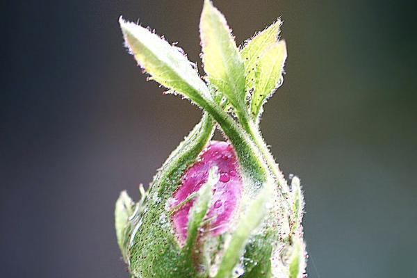 泰康幸福贏家年金保險怎么樣？能不能買？