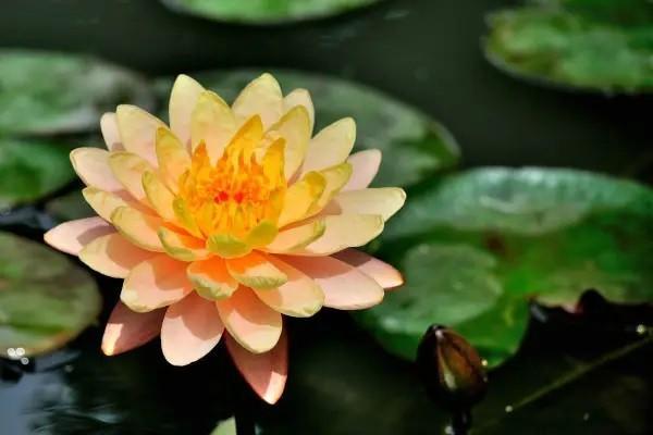 好醫(yī)保和百萬(wàn)醫(yī)療險(xiǎn)哪個(gè)好？可以一起買(mǎi)嗎？