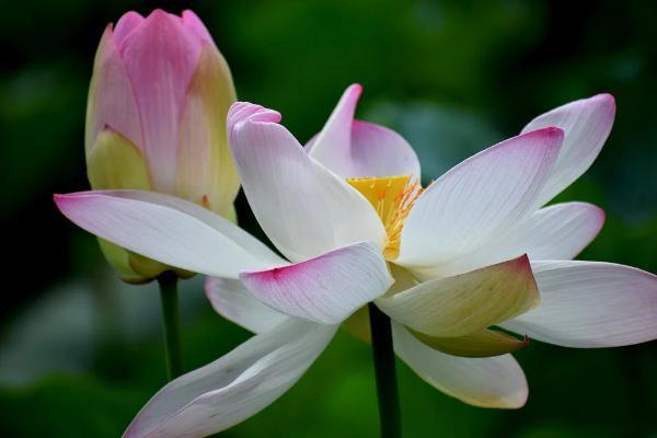 保險轉(zhuǎn)年金什么意思？有什么好處？