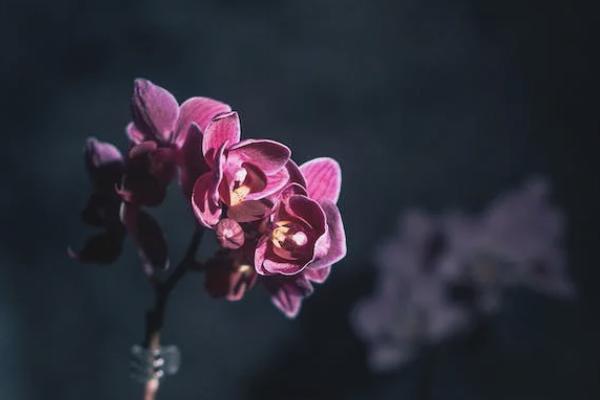 安邦盈泰5號年金保險靠譜嗎？在哪里可以買？