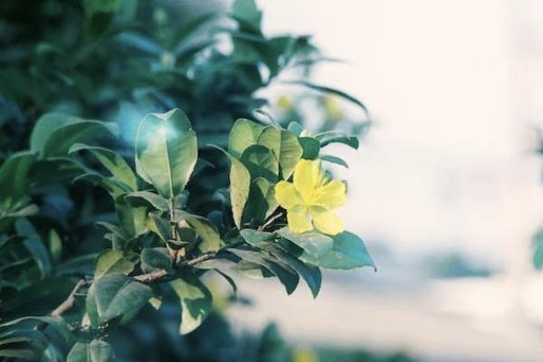 國(guó)壽鑫瑞穩(wěn)贏年金保險(xiǎn)怎么樣？有哪些不足？