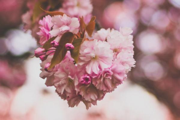 國華盛世年年年金保險c款怎么樣？具體保障是什么？