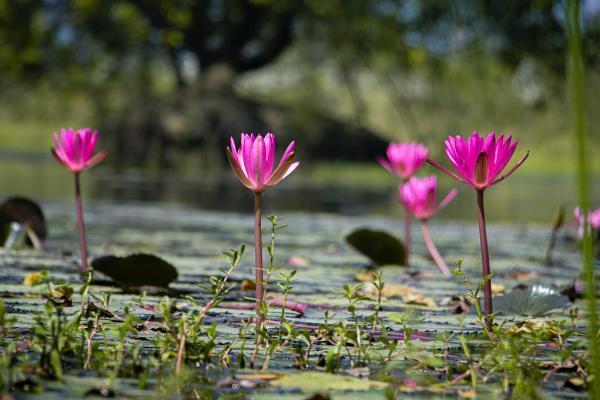 平安蔚來星少兒年金保險(xiǎn)有套路嗎？有必要買嗎？