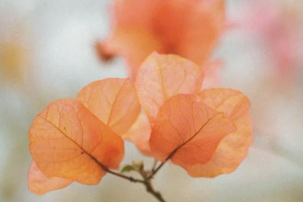 鑫福人生年金保險(xiǎn)保什么？有什么亮點(diǎn)？