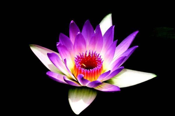 平安尊享金生年金保險(xiǎn)條款是什么？怎么樣？