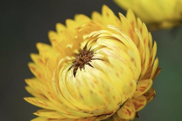 百歲人生福享版養(yǎng)老年金險(xiǎn)怎么樣？有哪些保障？