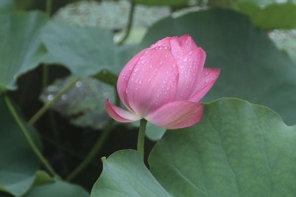 中荷金生有約養(yǎng)老年金怎么樣？靠譜嗎？