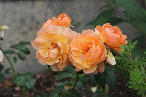前海融耀年金保險(xiǎn)分紅型可靠嗎？特點(diǎn)有哪些？