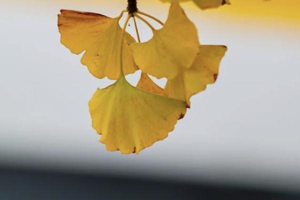 愛(ài)心人壽百歲人生養(yǎng)老年金險(xiǎn)福享版怎么樣？在哪里可以買？