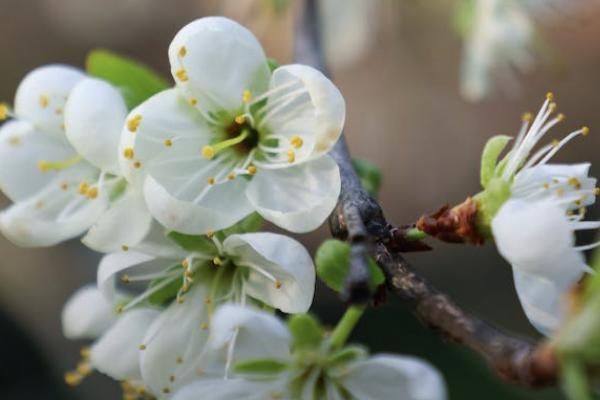 大家鑫佑所享年金保險(xiǎn)怎么樣？有哪些優(yōu)勢(shì)？