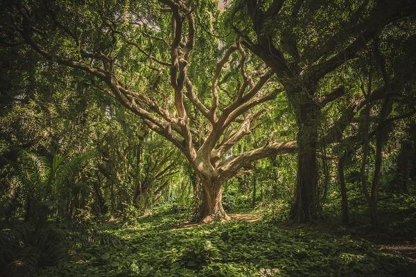 腎移植百萬(wàn)醫(yī)療可以報(bào)銷嗎？報(bào)銷范圍有多大？