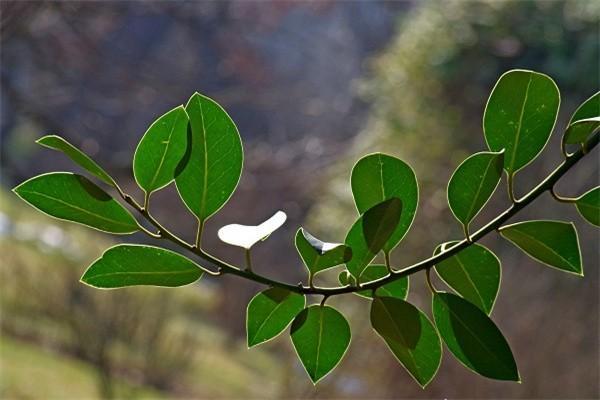 國(guó)壽鴻壽年金保險(xiǎn)條款內(nèi)容是什么？值得購(gòu)買(mǎi)嗎？
