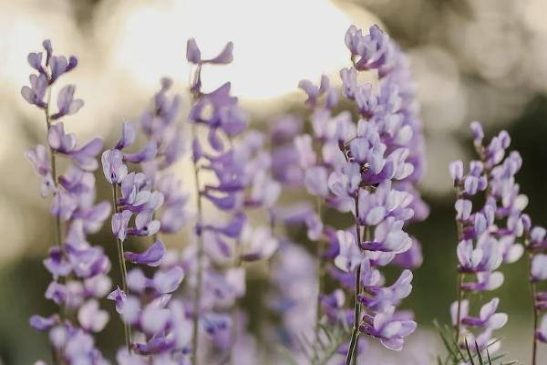 愛心百歲人生福享版投保規(guī)則如何？保什么？