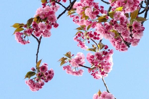 支付寶百萬(wàn)醫(yī)療20年健康告之有哪些坑？怎么理賠？
