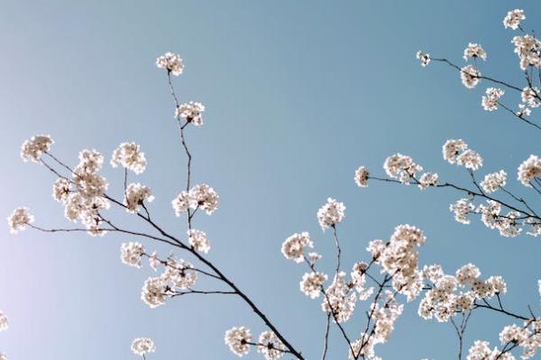 利贏年年年金保險(xiǎn)現(xiàn)金價(jià)值高嗎？有萬能賬戶嗎？