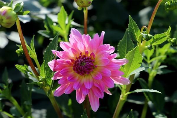 臨沂保和百萬醫(yī)療哪個(gè)好？可以一起買嗎？