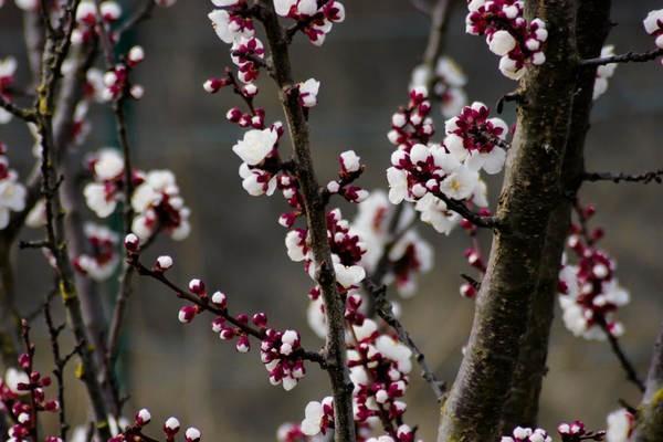 中銀醫(yī)無(wú)憂百萬(wàn)醫(yī)療險(xiǎn)可靠嗎？免賠額是多少？