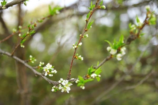 什么是元保百萬(wàn)醫(yī)療險(xiǎn)？元保百萬(wàn)醫(yī)療險(xiǎn)保障有哪些？
