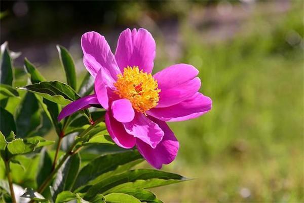 銀齡安康意外險(xiǎn)50元保的范圍是什么？報(bào)銷標(biāo)準(zhǔn)是什么？