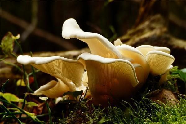 暢行無憂a款兩全保險(xiǎn)怎么樣？保障有哪些？