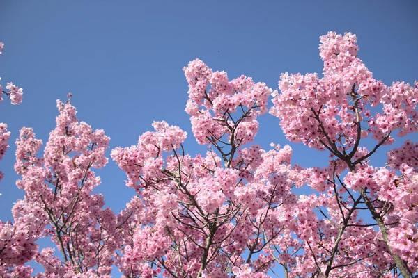 太平洋鴻福年年兩全保險分紅型怎么樣？靠譜嗎？