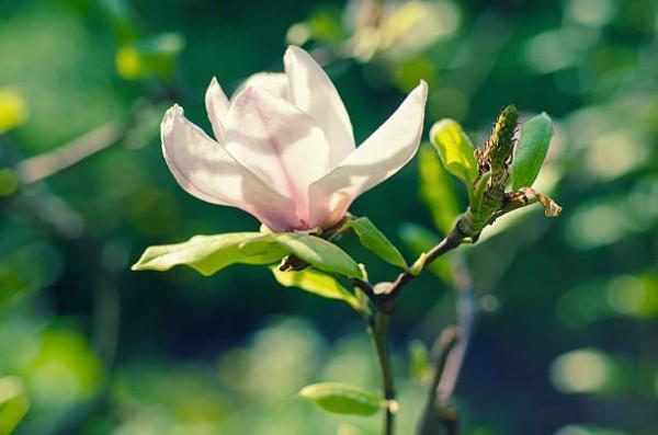 瑞祥人生增額終身壽險(xiǎn)在哪里買？怎么樣？