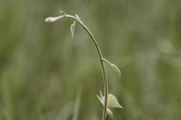 弘康金玉滿(mǎn)堂2.0有哪些坑？保什么？