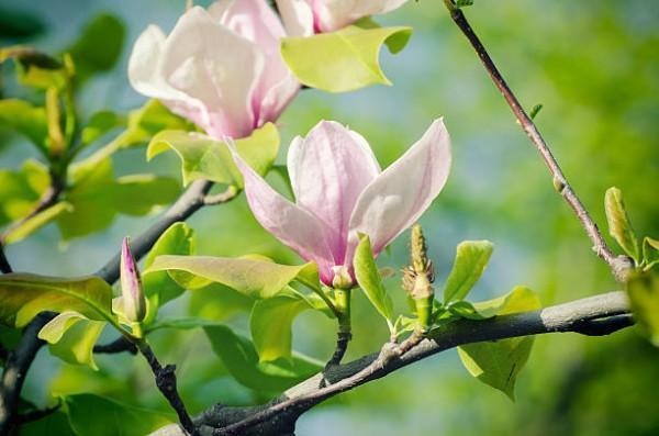 弘康人壽金玉滿堂至尊版的投保規(guī)則有哪些？有什么亮點(diǎn)？