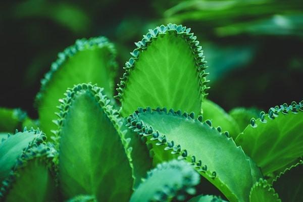 中學(xué)生保險報銷比例是多少？報銷范圍是什么？