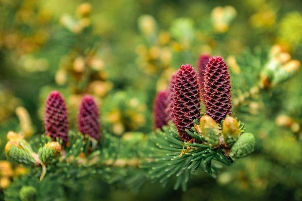 和泰增多多3號泰山版跟昆侖增多多應該怎么買？有什么特殊責任？