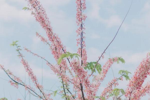 太平洋保險鑫相伴(尊享版)投保規(guī)則有哪些？保障的內(nèi)容有哪些？