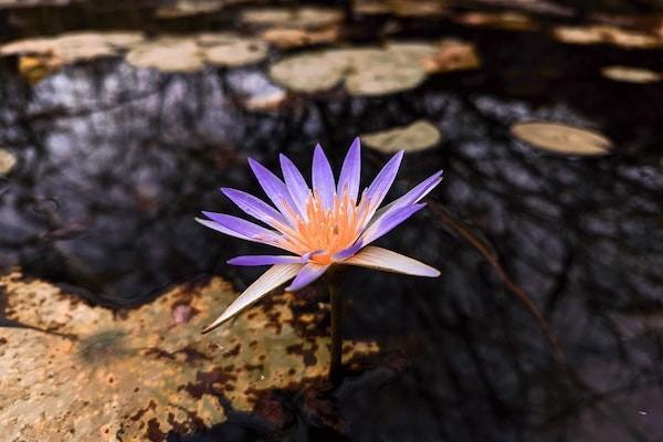 意外險(xiǎn)傷殘鑒定費(fèi)由誰承擔(dān)？一般需要多少錢？