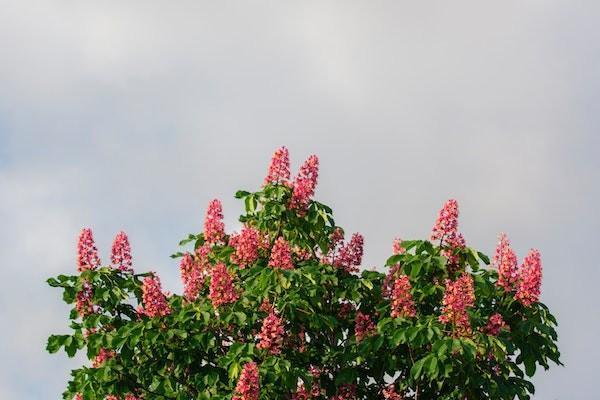 農(nóng)村醫(yī)療保險(xiǎn)小孩怎么報(bào)銷？報(bào)銷比例是多少？