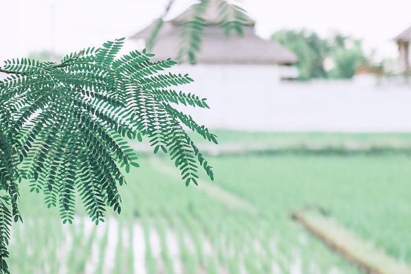 愛無憂是什么保險？保什么？