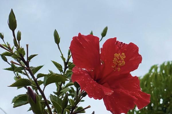 弘康弘運(yùn)連連怎么樣？可靠嗎？