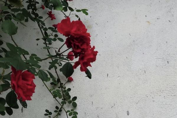 中國人保健康福重疾險有哪些優(yōu)勢？值得買嗎？